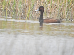 Netta erythrophthalma