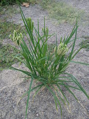Eleusine coracana