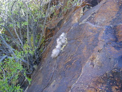 Mammillaria guelzowiana