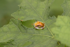 Aspidimorpha sanctaecrucis