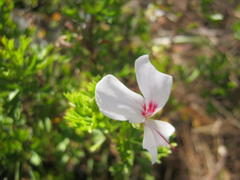 Pelargonium ternatum