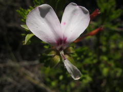 Pelargonium ternatum