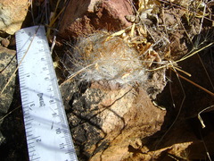Mammillaria guelzowiana