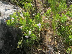Pelargonium ternatum