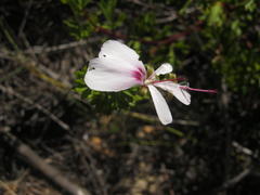 Pelargonium ternatum