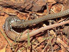 Psammophis notostictus