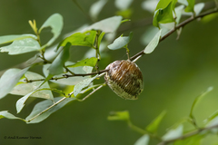 Hierodula tenuidentata