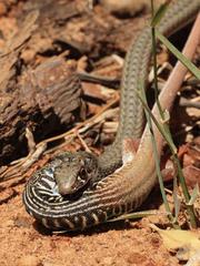 Psammophis notostictus