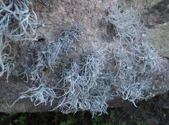 Roccellina hypomecha