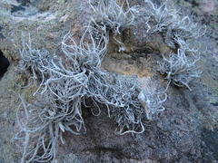 Roccellina hypomecha