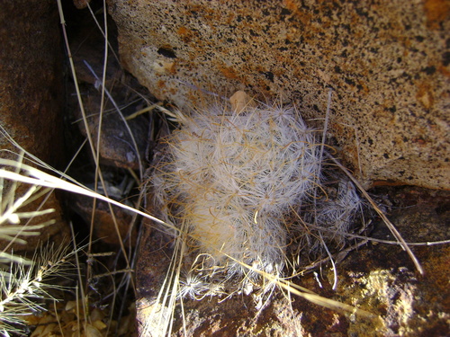 Cochemiea guelzowiana, photograph 3