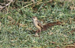 Cisticola brunnescens