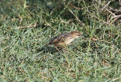 Cisticola brunnescens