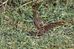 Cisticola brunnescens