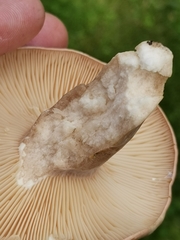 Lactarius flexuosus