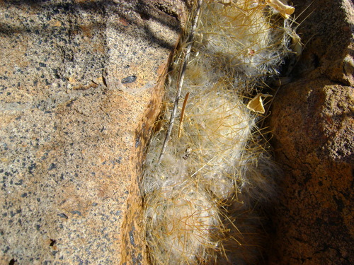 Cochemiea guelzowiana, photograph 4