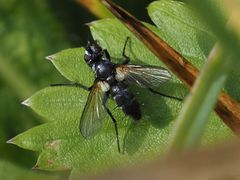 Phyllomya volvulus
