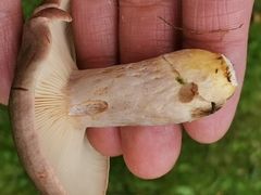 Lactarius flexuosus