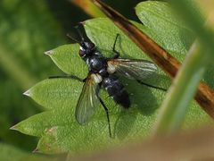 Phyllomya volvulus