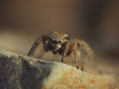 Stenaelurillus vyaghri