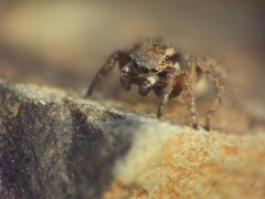 Stenaelurillus vyaghri