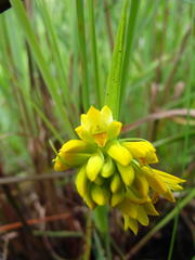 Eulophia leontoglossa