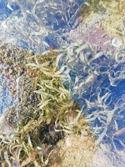 Potamogeton gramineus