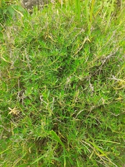 Origanum majorana