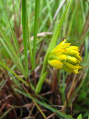 Eulophia leontoglossa