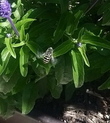 Anthophora marginata