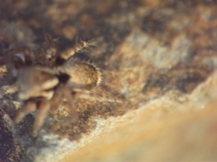 Stenaelurillus vyaghri