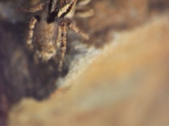 Stenaelurillus vyaghri