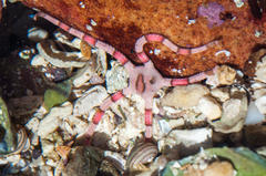 Ophiarachnella capensis