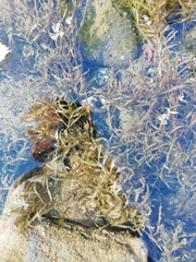 Potamogeton gramineus