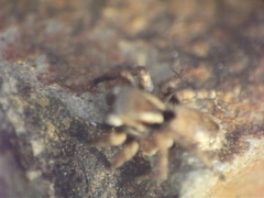 Stenaelurillus vyaghri