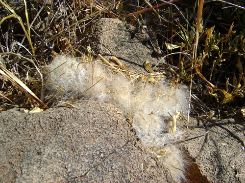 Cochemiea guelzowiana, photograph 5
