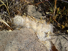 Mammillaria guelzowiana