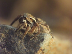 Stenaelurillus vyaghri