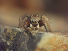 Stenaelurillus vyaghri