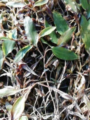 Potamogeton gramineus