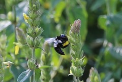 Xylocopa inconstans
