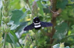 Xylocopa inconstans