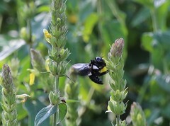 Xylocopa inconstans