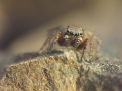 Stenaelurillus vyaghri