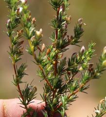 Aspalathus hispida hispida