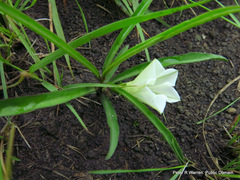 Ipomoea simplex