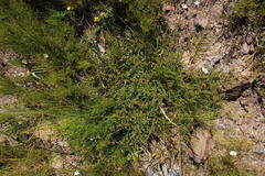 Aspalathus hispida hispida