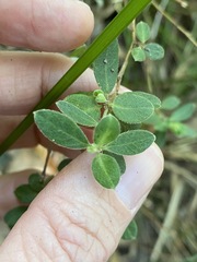 Pimelea altior