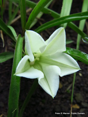Ipomoea simplex