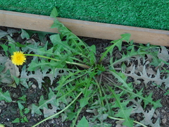 Taraxacum officinale